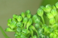 Extreme close-up of broccoli floret