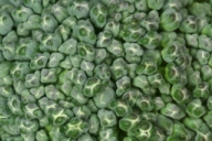 Close-ups of broccoli florets
