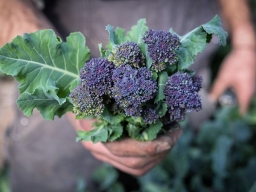 Early Purple Sprouting Broccoli