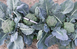 A heat-tolerant broccoli hybrid