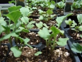 Brassica oleracea var. italica