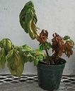 Fusarium wilt infection of three basil plants in the same container