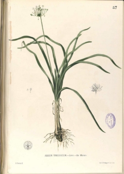 Allium tuberosum Rottler ex Sprengel Chinese chives, cuchay