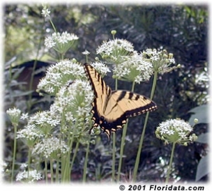 A tiger swallowtail butterfly enjoys a dinner of garlic chive nectar