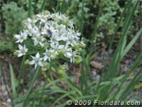 Garlic Chive Flower Cluster