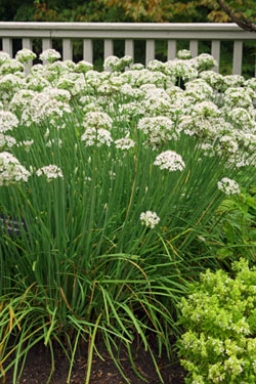 Garlic chives bloom in the fall