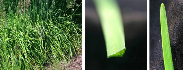 The grass-like foliage of garlic chives (L). Each narrow leaf is flattened to be roughly triangular in cross-section (C), with a rounded tip (R)