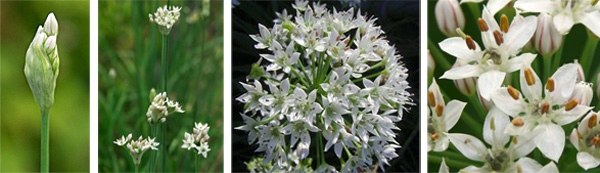 The grass-like foliage of garlic chives (L). Each narrow leaf is fl attened to be roughly triangular in cross-section (C), with a rounded tip (R)
