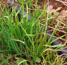 Garlic chives coming up in spring