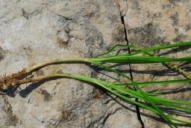 Allium tuberosum Rottler ex Spreng., Young fruit