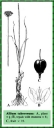 Allium tuberosum Rottler ex Spreng.