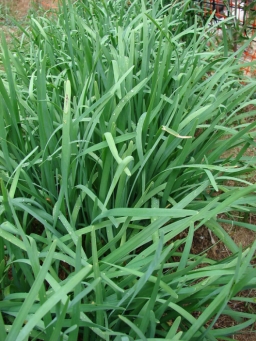 Allium tuberosum (habit)