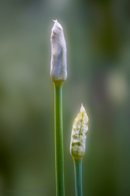 Sibling rivalry (Allium tuberosum). There are about to be garlic chives running amok in our garden