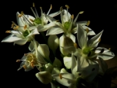 Garlic chive flowers