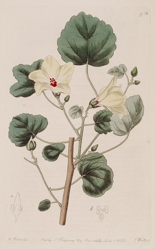 A. manihot Curtis's botanical magazine, 1815
