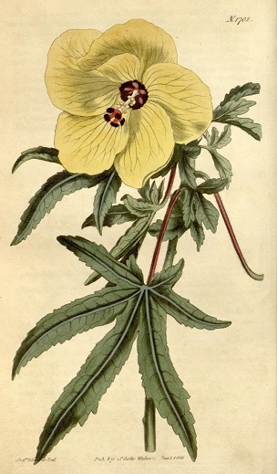 A. manihot Curtis's botanical magazine, 1815