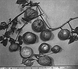 Fig. 116 : The Mexican husk tomato, (Physalis ixocarpa), page-green, yellow, purple or reddish when ripe, is a staple food in Mexico and Guatemala and commonly marketed.