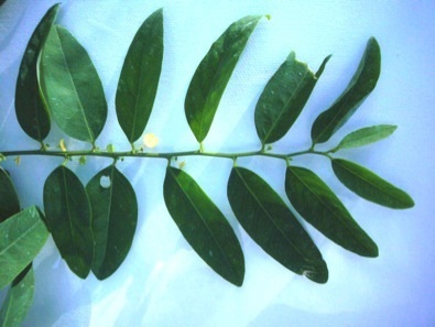Katuk leaves
