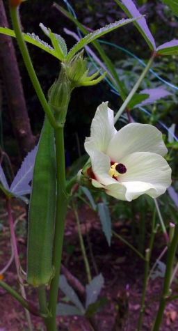 Okra flower and seed pod