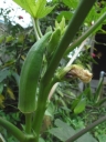 Okra Plant, with a fruit and dying flower, growing in Hong Kong