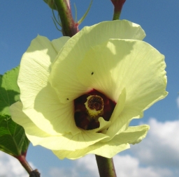The flower of Okra