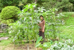 Giant okra plant