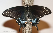 Adult female eastern black swallowtail