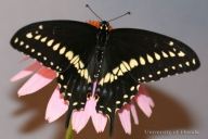 Adult male eastern black swallowtail