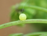 Eastern black swallowtail egg