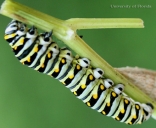 Full-grown larva. Head is to the upper left.