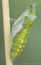 Green pupa of the eastern black swallowtail