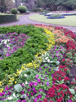 Rainbow garden in the Brisbane City Botanic Gardens, consisting mainly of petunias and parsley