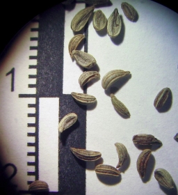 Petroselinum crispum seeds
