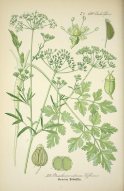 Petroselinum sativum Hoffmann