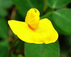 It has the characteristic pea blossom of “wings and keel.”