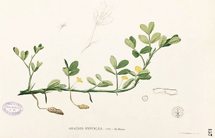 Arachis hypogaea," Blanco's Flora de Filipinas, c 1880