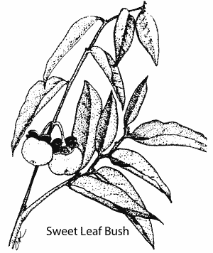 Sweet Leaf bush sketch
