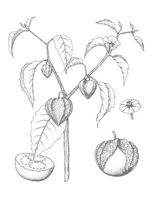 Tomatillo, husk-tomato (Physalis philadelphica): details of the flower and fruit with an accrescent calyx, and a