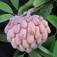 To Sugar Apple Page - Credit: © Karen Jackson