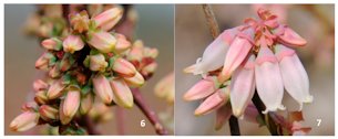 Credit: Erick D. Smith, University of Georgia Pink buds (stage 6) and late pink bud (stage 7) stages,