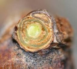 Credit: Patty Skinkis, Oregon State University A cross section of a dormant bud