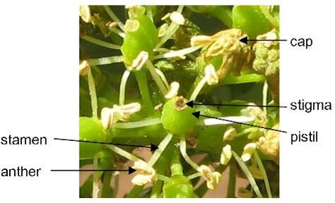 Credit: Patty Skinkis, Oregon State Universit An individual grape flower is shown with floral parts labeled
