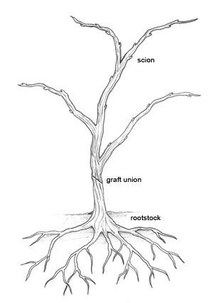 Credit: Eric Stafne, Mississippi State University Grafted vine, showing rootstock, scion, and graft union