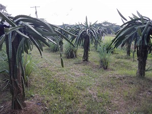 Pitaya (dragon fruit) trees at the Agricultural Science and Technology School Muñoz, Nueva Ecija