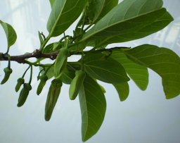 Nụ hoa cây Na. Sugarapple Buds in Vietnam