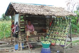 Annona squamosa in Bulukumba, South Sulawesi