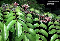 Averrhoa carambola Oxalidaceae, flower habit