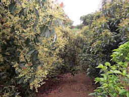 Avocado trees (P. americana) orchard on Reunion island