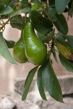 Avocado in Santiago de Cuba