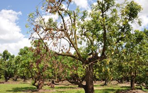 Credit: Samantha C. Wasielewski, Edible South Florida Laurel wilt